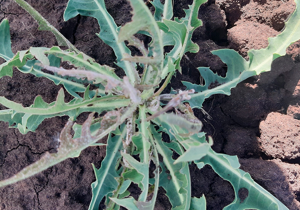 Латук компасный