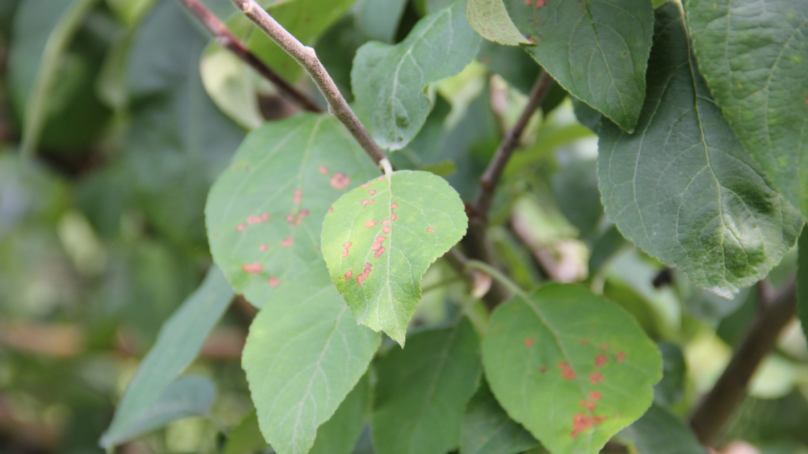 Филлостиктоз (бурая пятнистость листьев яблони)