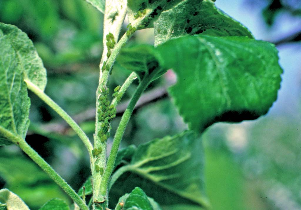 Зеленая яблонная тля