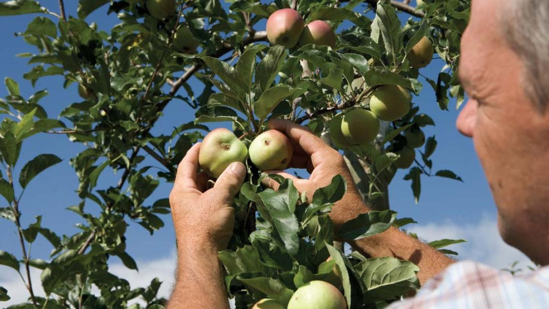 Профессиональная защита яблоневых садов