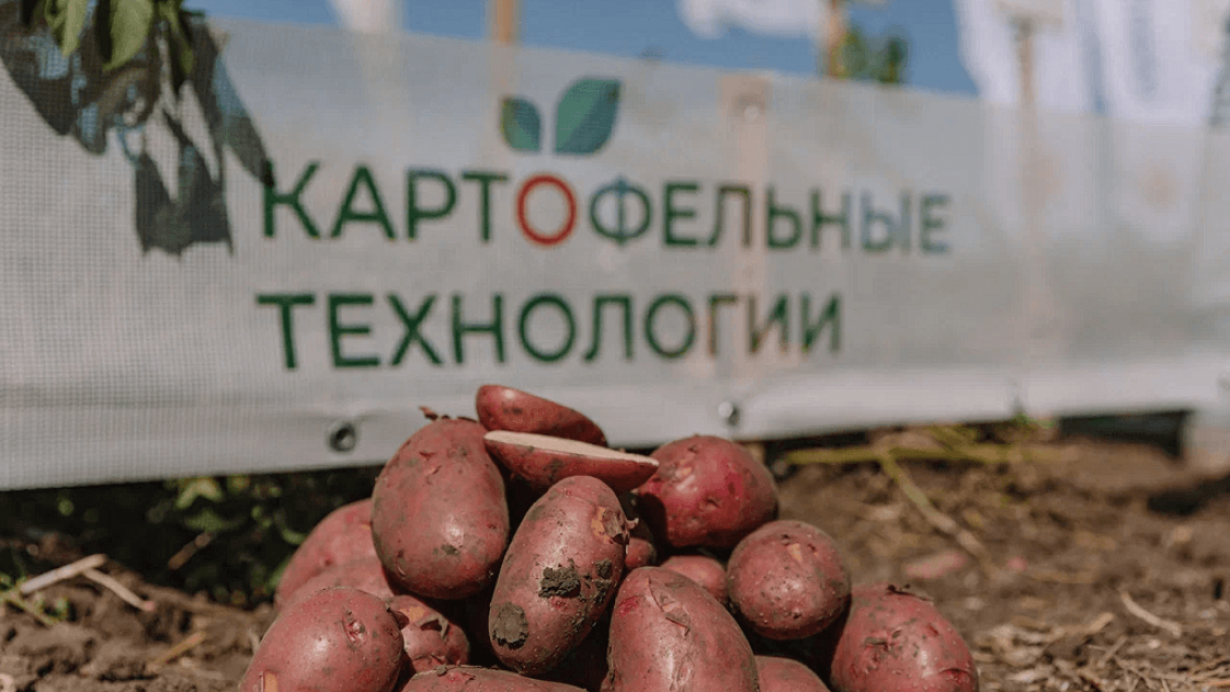 «Картофельные технологии» — снова в поле!