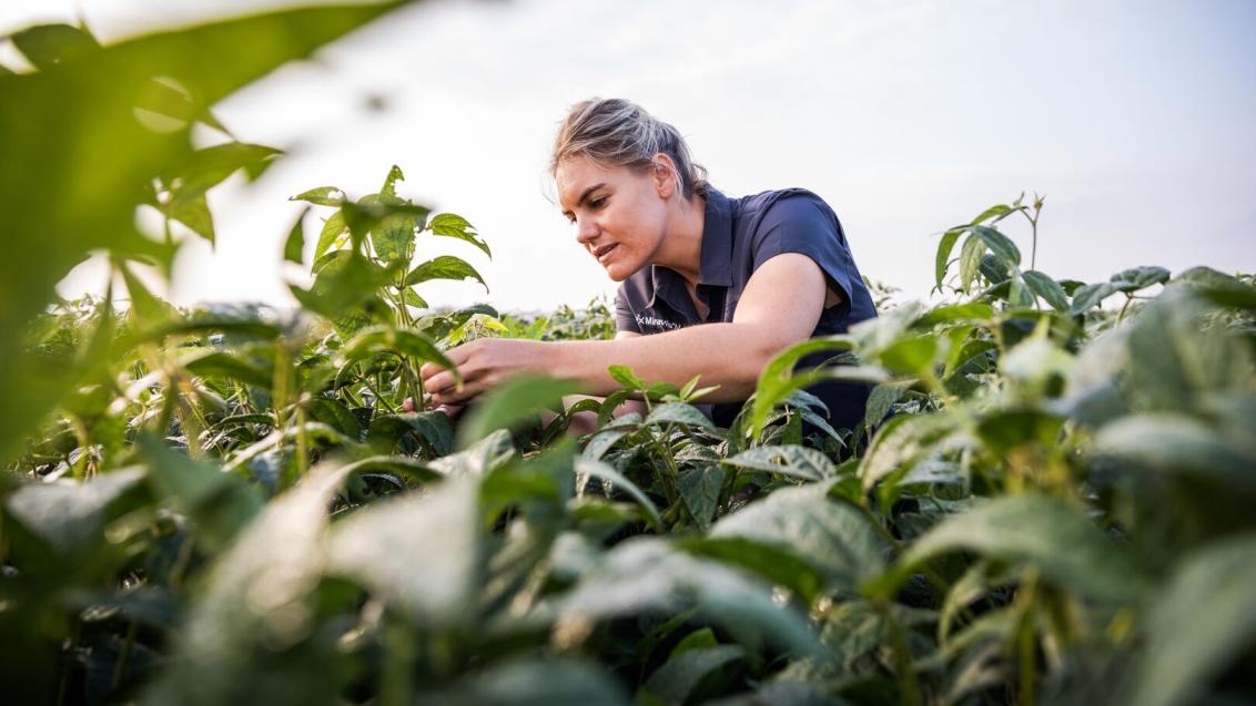 Вредители сои: как защитить посевы от соевой плодожорки, соевых листоедов и тлей