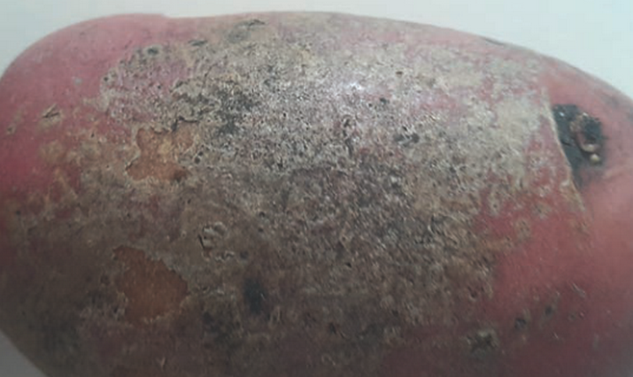 Антракноз картофеля