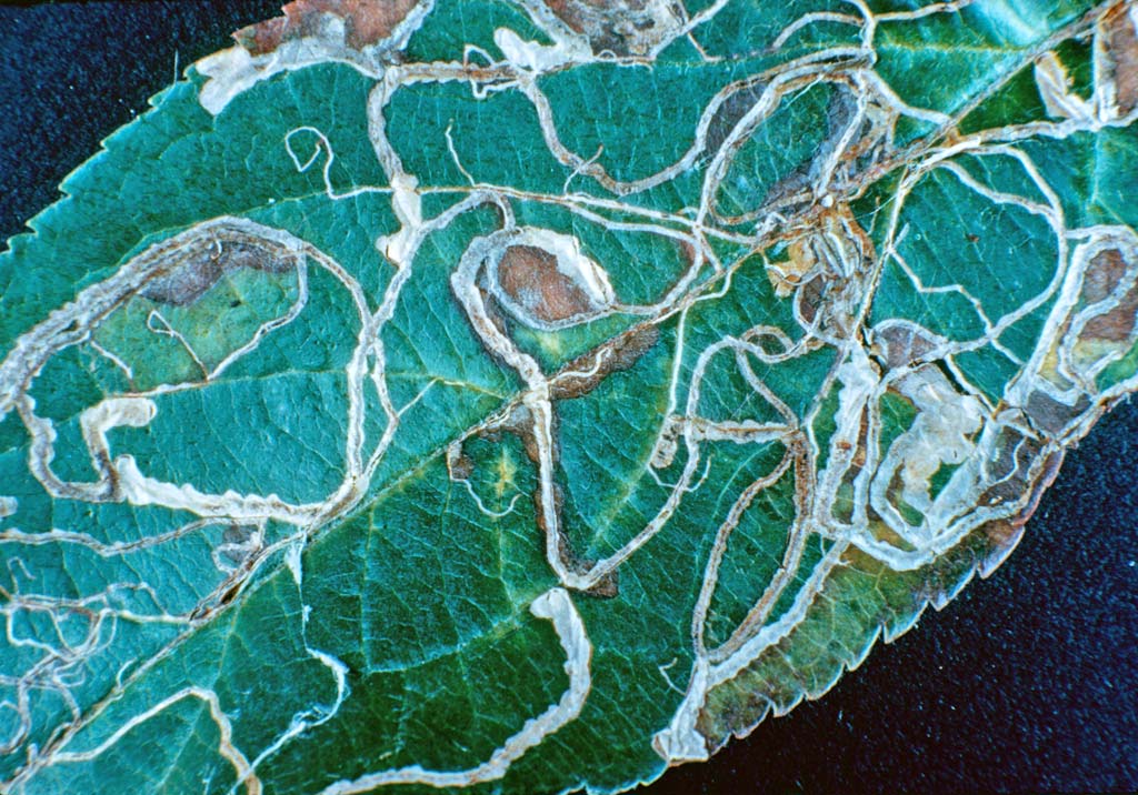 Минирующие моли