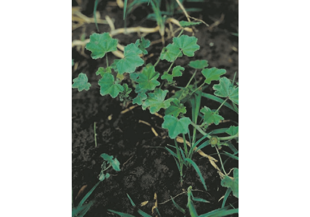 Просвирник пренебреженный