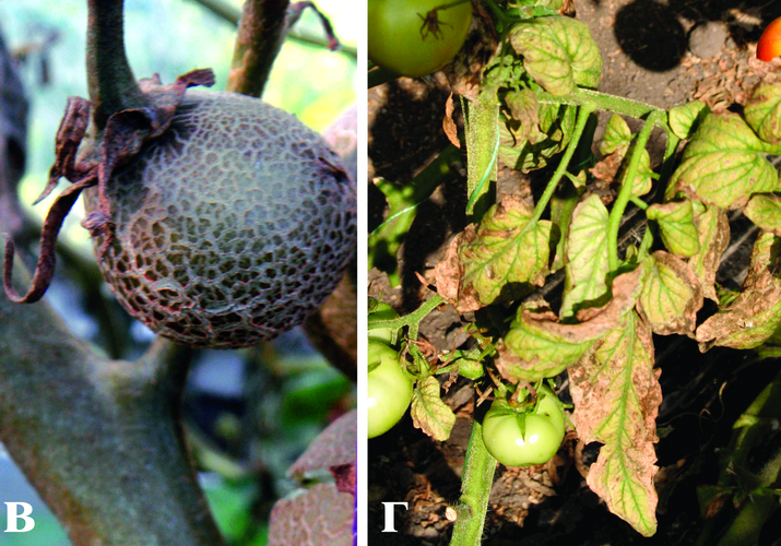 Клещ томатный ржавый