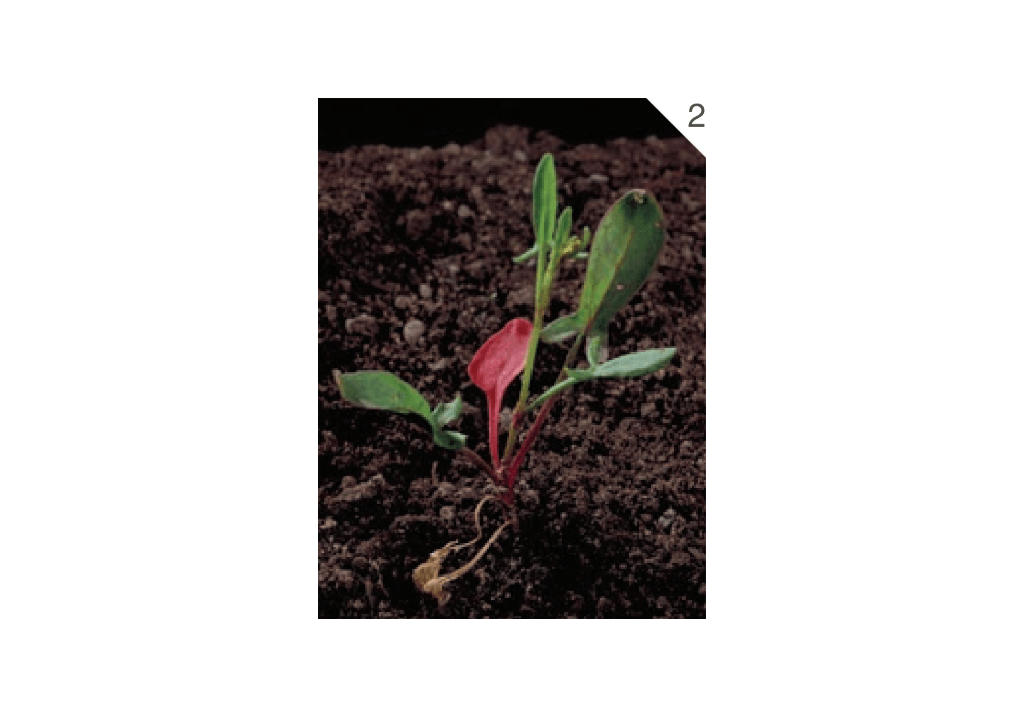 Щавель воробьиный / Щавелек