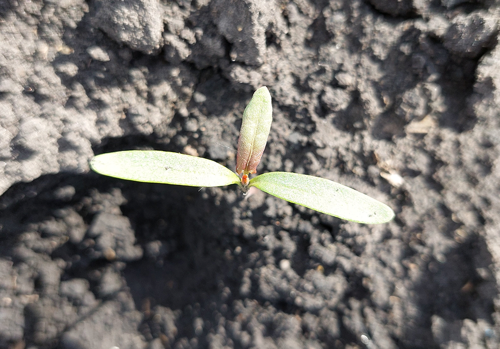 Щирица запрокинутая