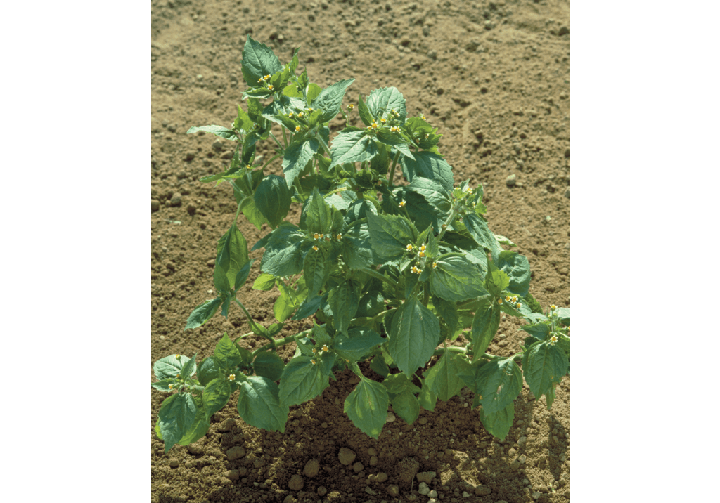 Галинсога мелкоцветковая