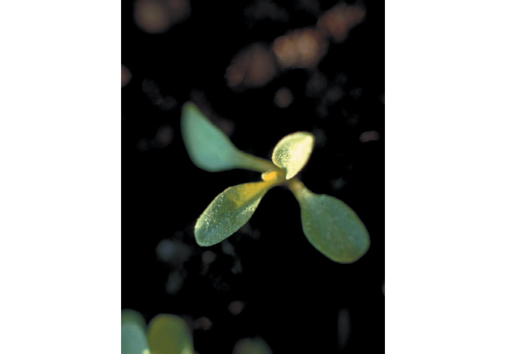 Василек синий