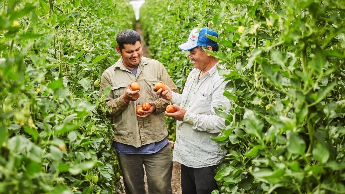 Выбор лучших сортов овощных культур на базе искусственного интеллекта для фермеров по всему миру , фото