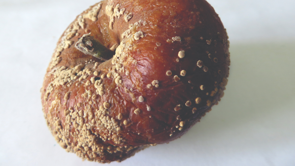 Монолиоз или плодовая гниль