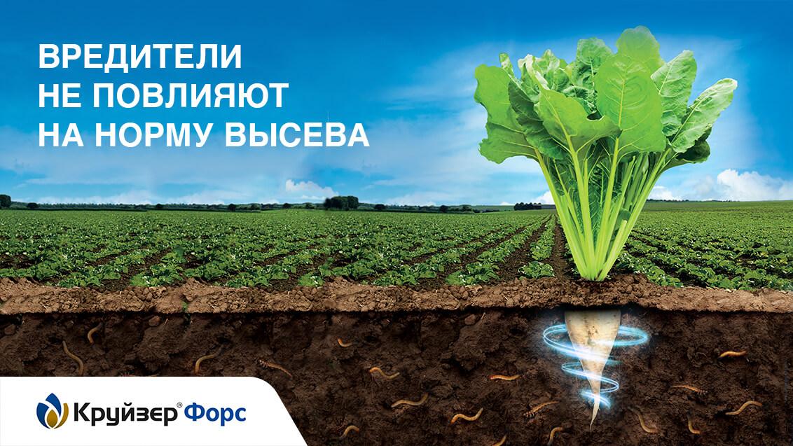 Выгодная защита семян сахарной свёклы