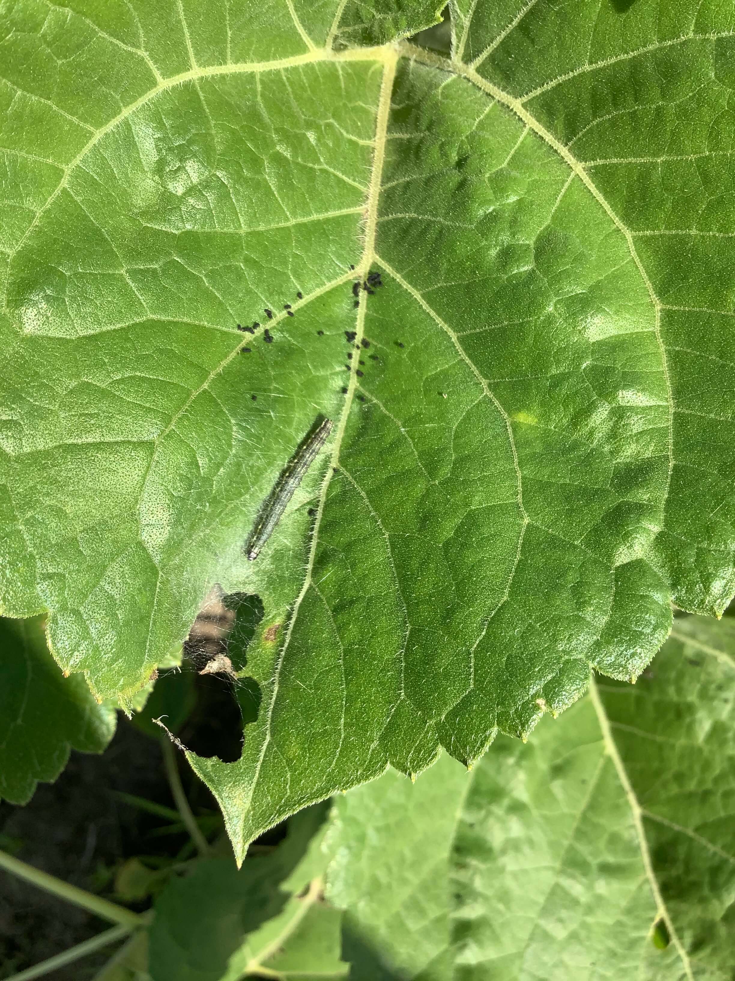 Луговой мотылек