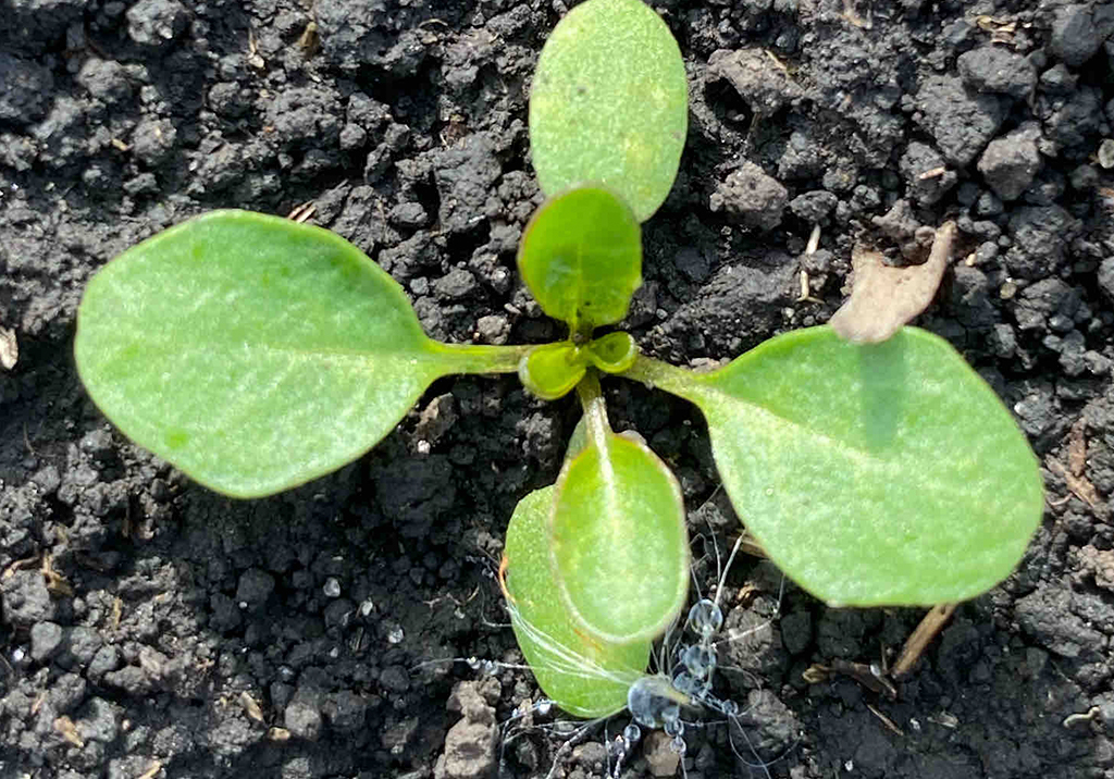 Ярутка полевая