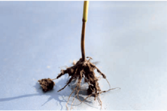 Офиоболезная корневая и прикорневая гниль