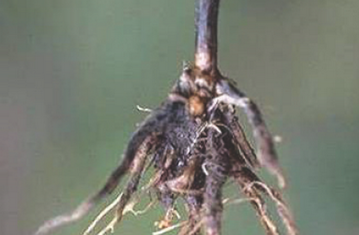 Офиоболезная корневая и прикорневая гниль