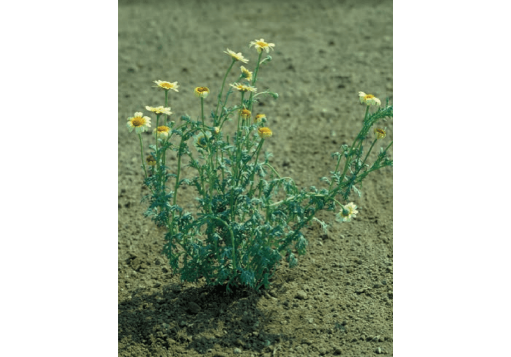 Златоцвет посевной