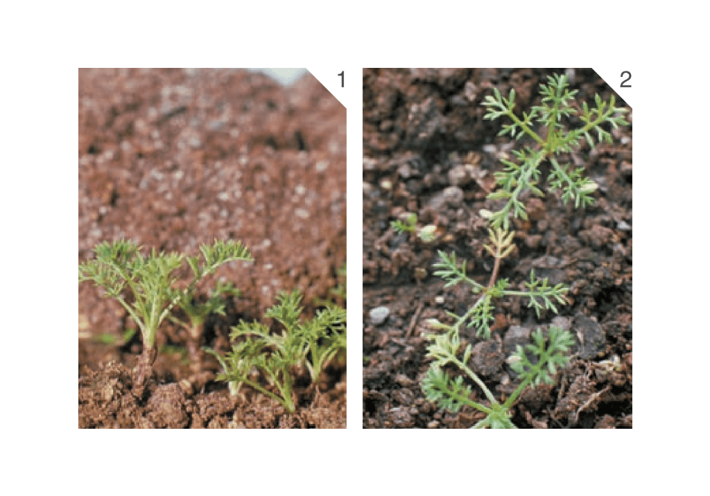 Пупавка вонючая / Собачья ромашка