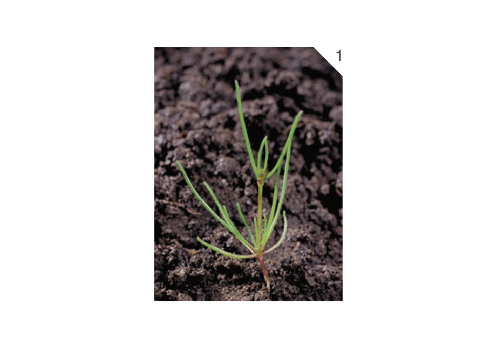 Торица полевая