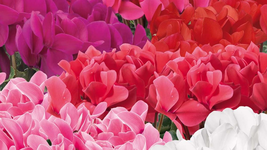 Сортимент современных цикламенов, фото