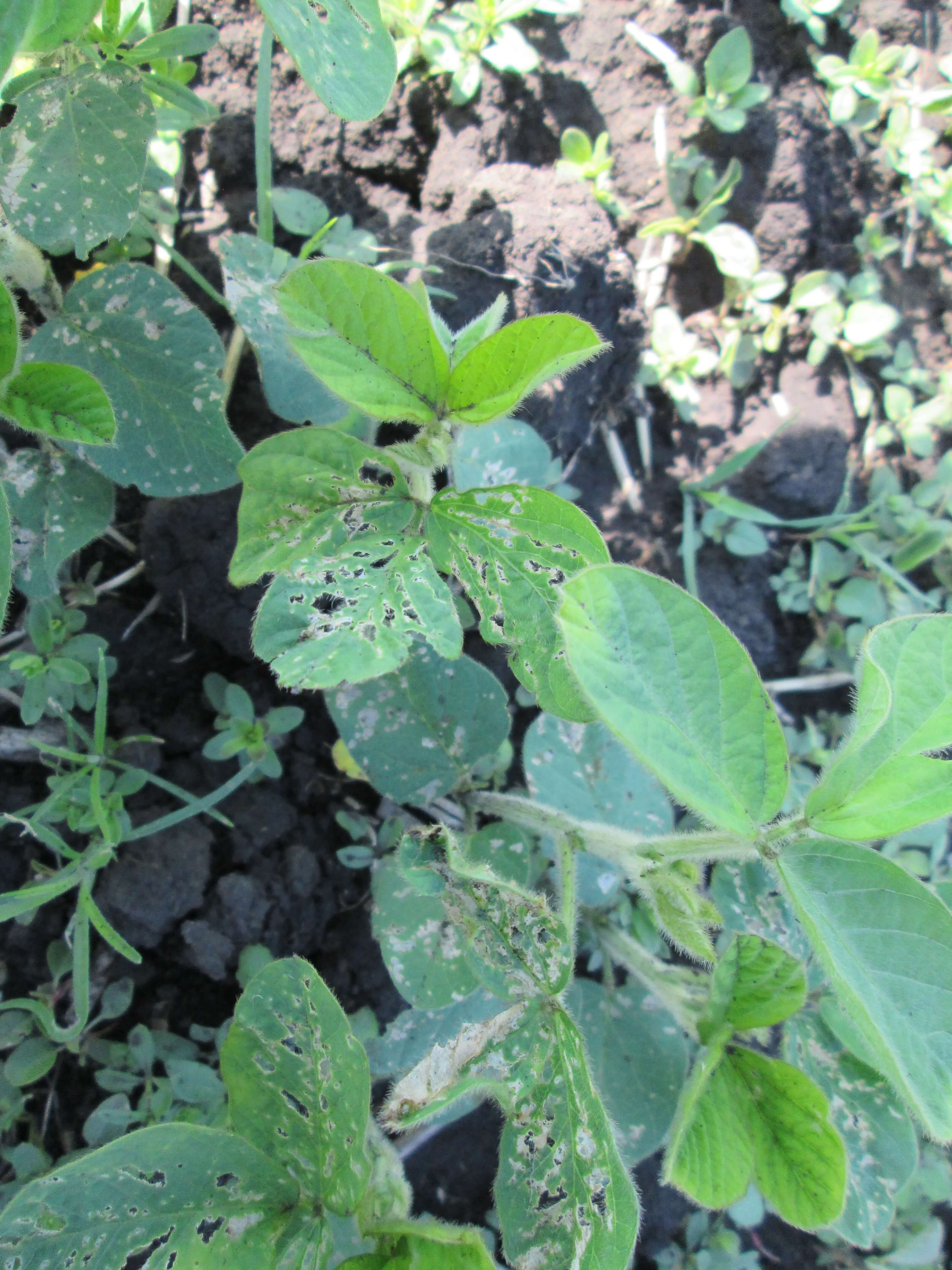 Луговой мотылек