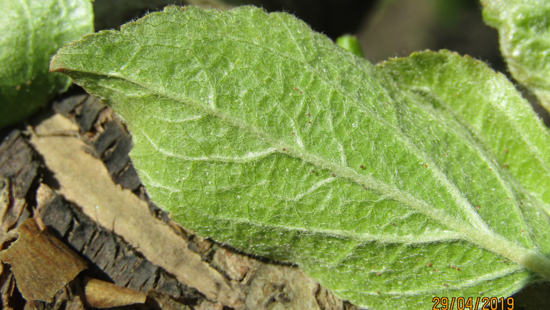 Красный плодовый клещ