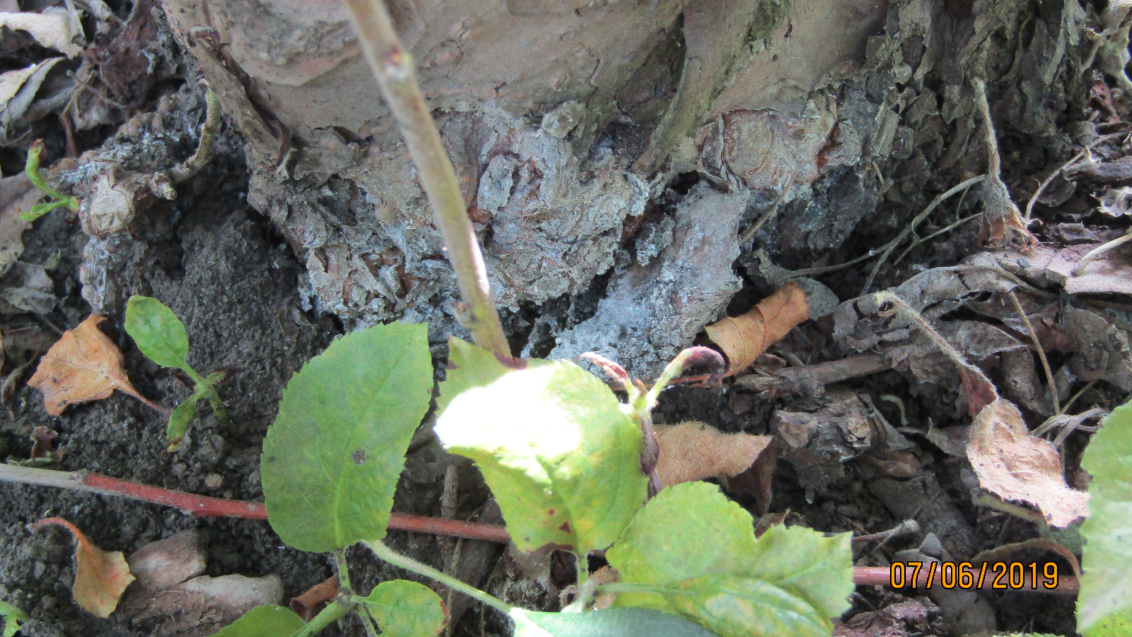 Кровяная тля