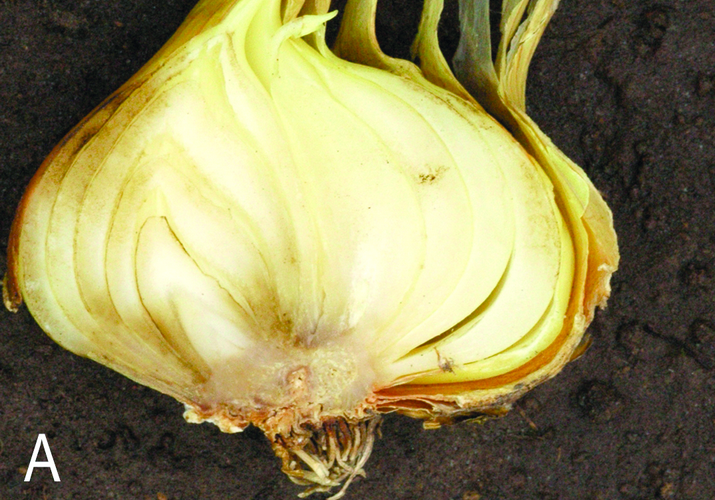 Дитиленхоз лука и чеснока