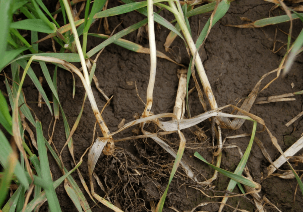 Гибеллиноз зерновых