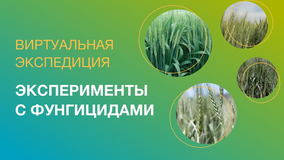 Эксперименты с фунгицидами «Сингенты»: виртуальная экспедиция