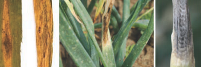 Альтернариоз (пурпурная пятнистость) лука