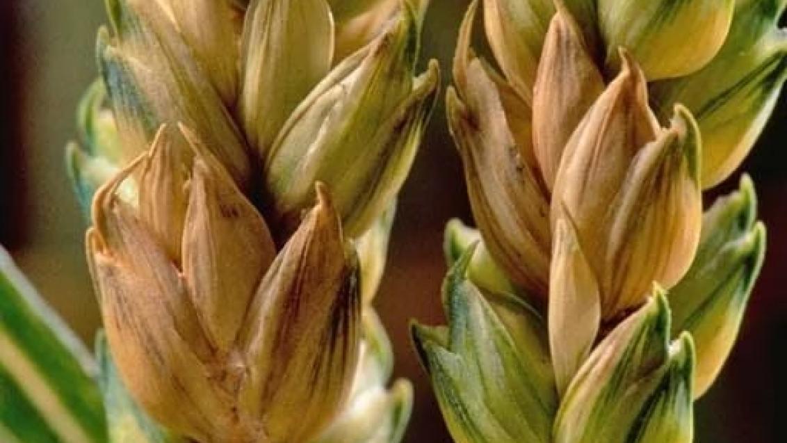 Проблемы зерновых в фазы флаговый лист — колошение