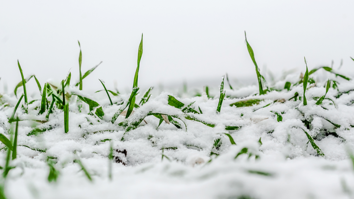 Как повысить шансы пшеницы на перезимовку