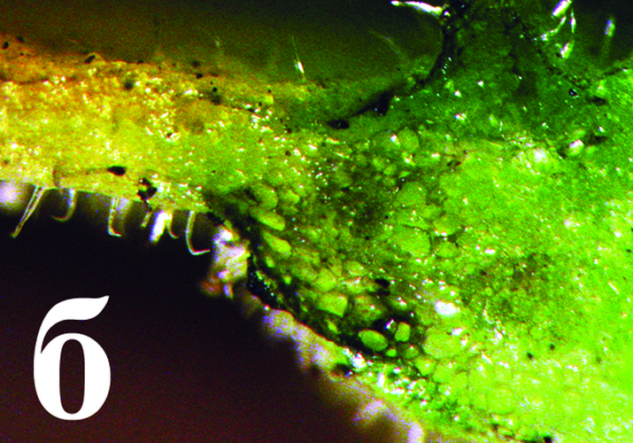 Вертициллёзное увядание томата