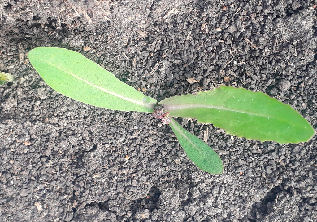 Осот полевой