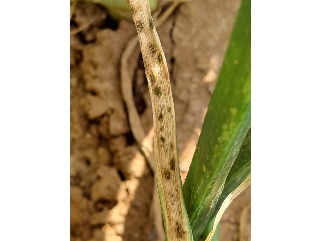 Ложная мучнистая роса,  или пероноспороз лука