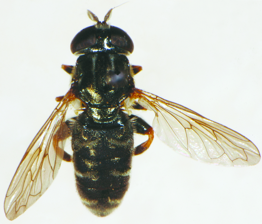 Журчалка луковая, или корнеедка луковая