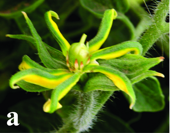 Столбур томата