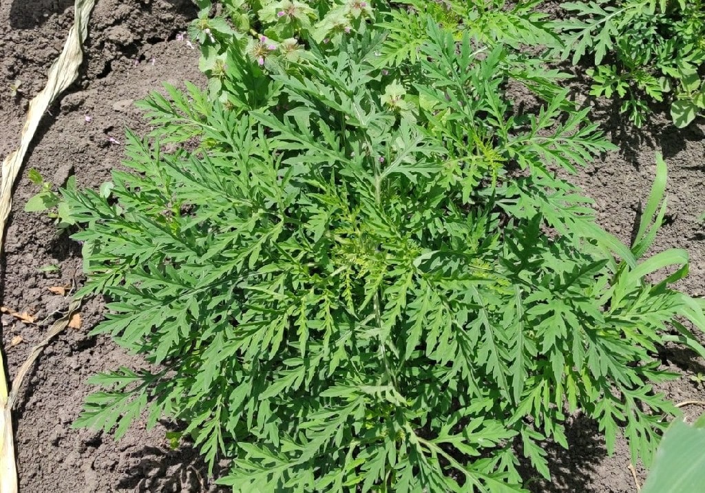 Амброзия полыннолистная