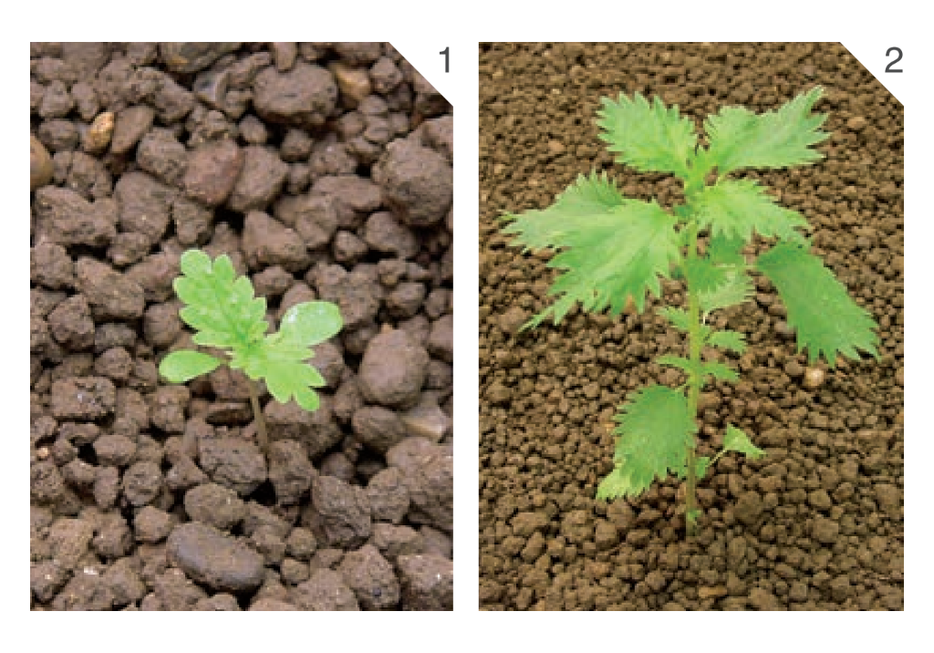 Крапива жгучая