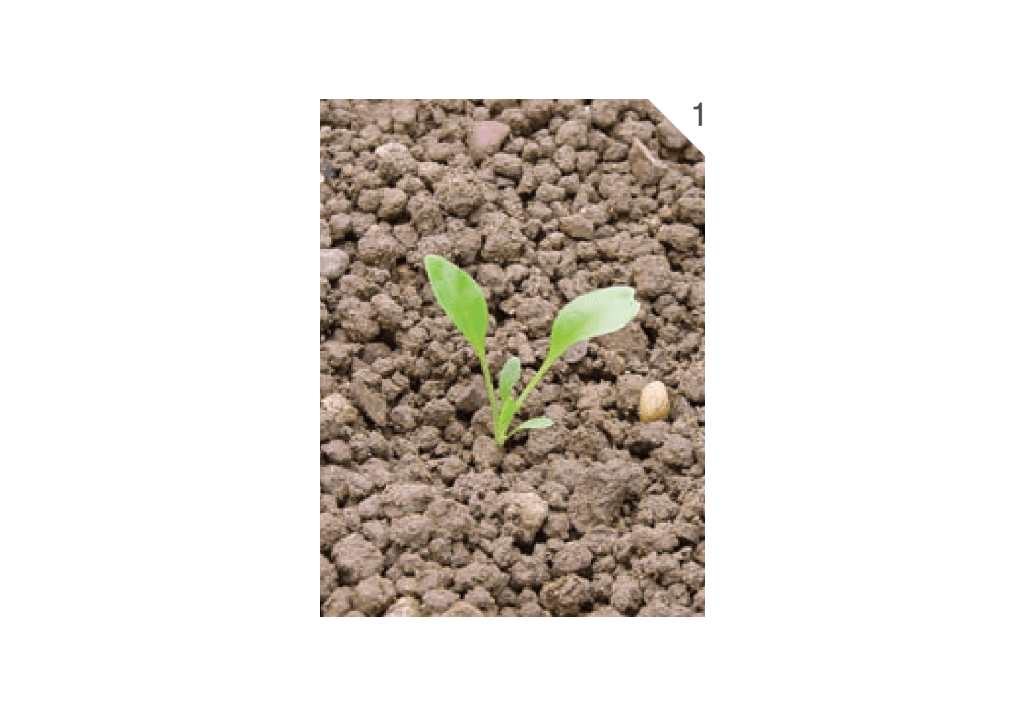 Подорожник большой