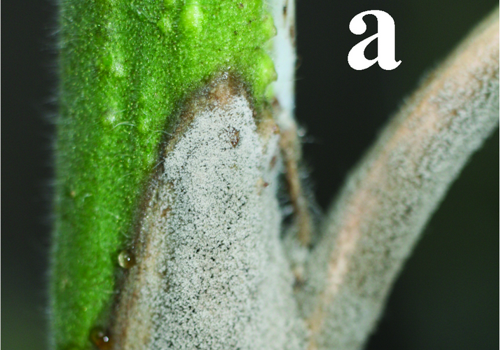 Серая гниль томата