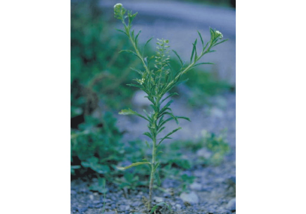 Клоповник виргинский