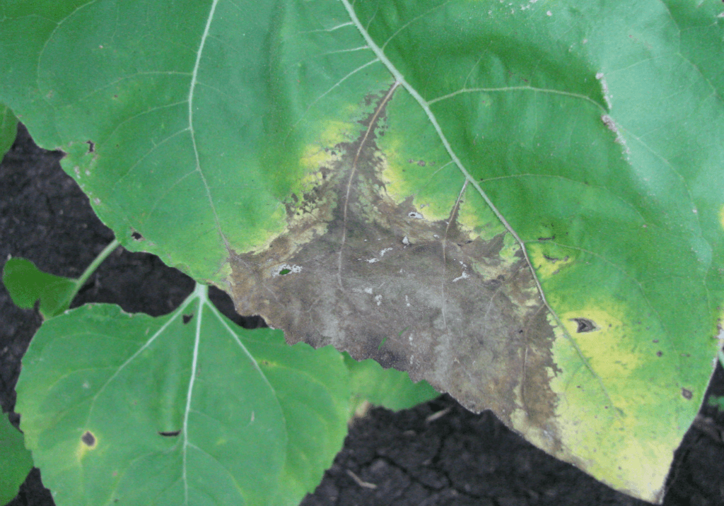 Фомопсис (серая пятнистость стебля)