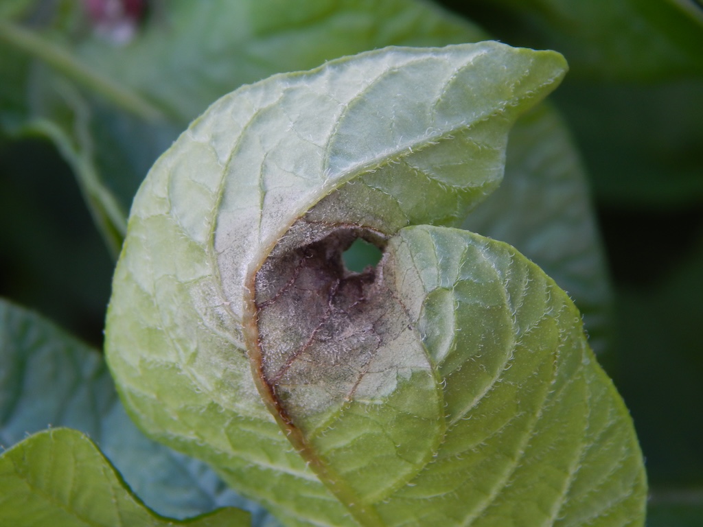 Фитофтороз картофеля