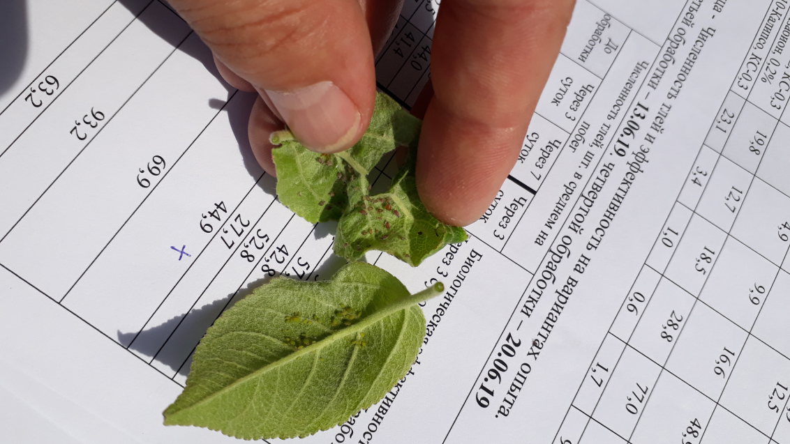 Тля серая яблонная