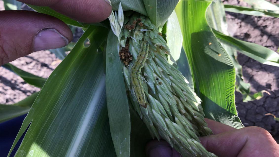 АМПЛИГО® — новое решение с проверенной эффективностью против чешуекрылых вредителей