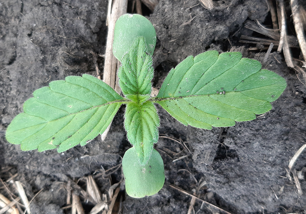 Пикульник обыкновенный