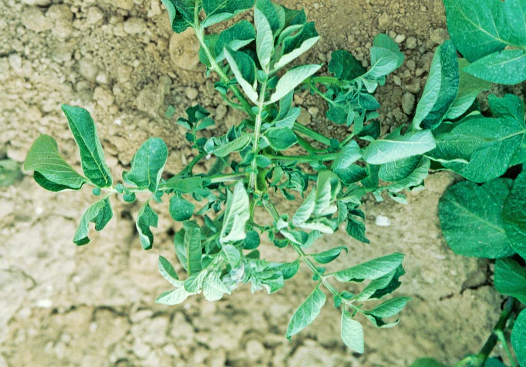 Ризоктониоз, или чёрная парша клубней